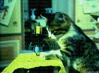 MMarcia gif gato costureiro - Animovaný GIF zadarmo
