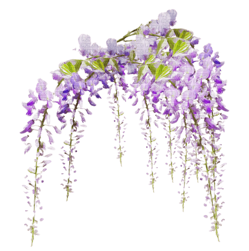 wisteria Bb2 - png grátis