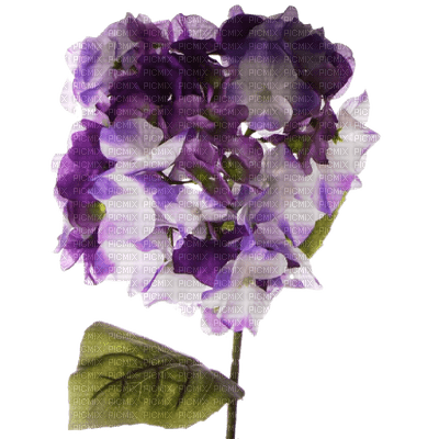 Kaz_Creations Deco Flowers Purple - png gratis