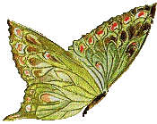 Papillon - Δωρεάν κινούμενο GIF