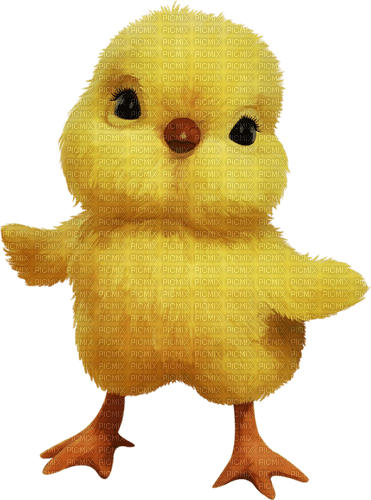 El Pollo amarillo - png ฟรี