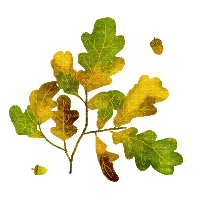 Plants.Plante.Plant.Automne.Feuilles.branche.branch.Autumn.Victoriabea - Darmowy animowany GIF