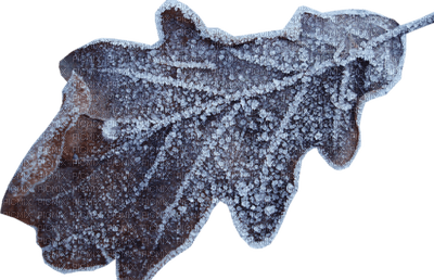 Kaz_Creations Winter Christmas Deco Leaves Leafs Colours - png gratis