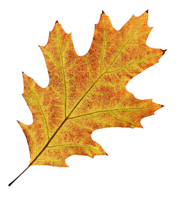 leaves laub feuilles - gratis png