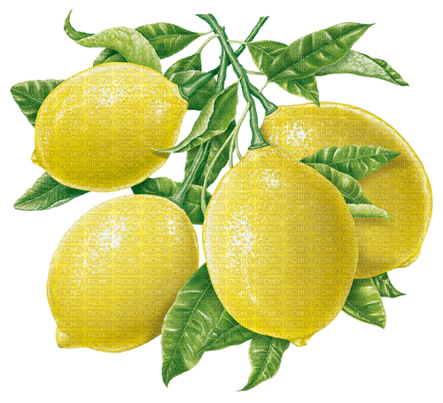 Citron - PNG gratuit