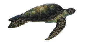 Schildkröte - 無料のアニメーション GIF