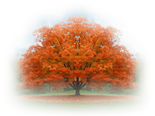 Baum Herbst - png ฟรี