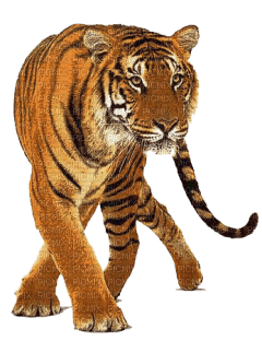 Kaz_Creations Tiger - Free PNG
