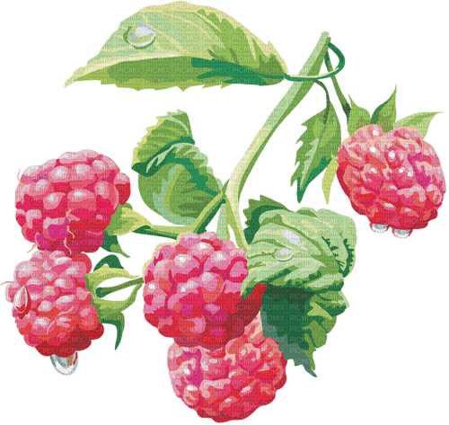 Fruit. Raspberry. Leila - nemokama png