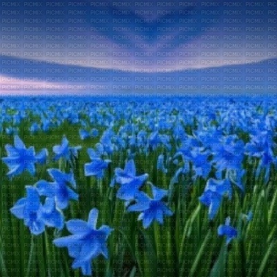 Blue Daffodil Field - Free PNG