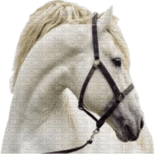 horse head bp - 免费PNG