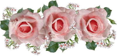 ruusu, rose, kukka, flower, fleur - zadarmo png