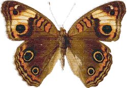 MMarcia gif borboleta papillon - GIF animate gratis