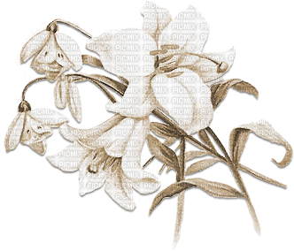 soave deco branch flowers spring lilies sepia - png gratis