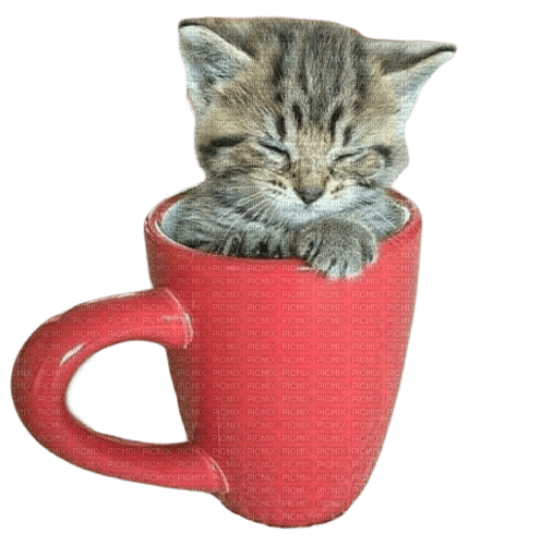cat chat katze animal cup - PNG gratuit