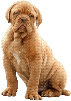 Kaz_Creations Dog Pup - bezmaksas png
