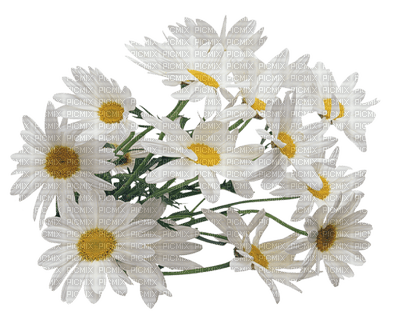 Fleurs.Daisy bouquet.Victoriabea - Free PNG