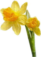 Flowers yellow bp - Gratis animerad GIF