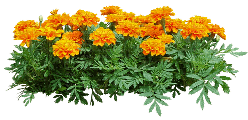 Arbusto  de flores - 無料png