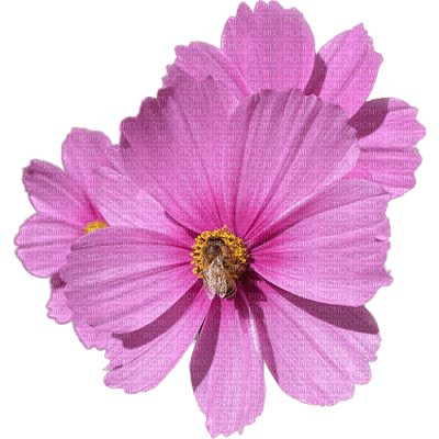 Pink Flower - ilmainen png