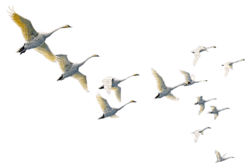 geese Bb2 - kostenlos png