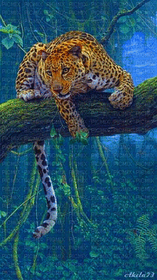 Leopard - GIF เคลื่อนไหวฟรี