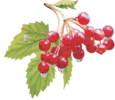 ягоды - PNG gratuit