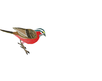 birds katrin - Gratis geanimeerde GIF