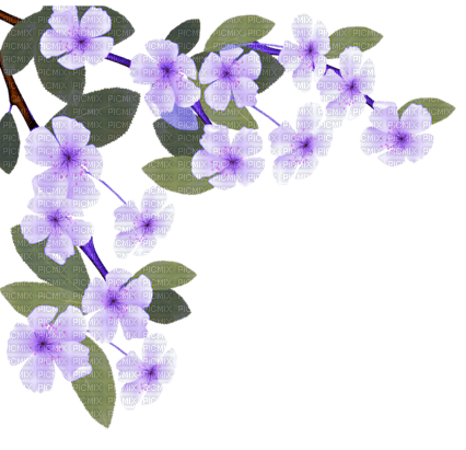blossom purple  flowers - безплатен png