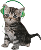 Kathleen Reynolds Cat Kitten - 無料png