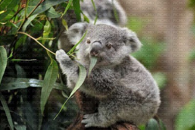 Australia animals bp - darmowe png