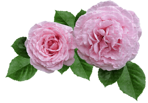 Rosen Pink - δωρεάν png