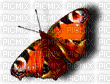 papillon orange et noir - Gratis geanimeerde GIF