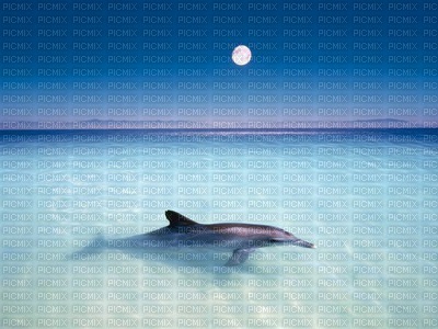 Dolphine - png gratis
