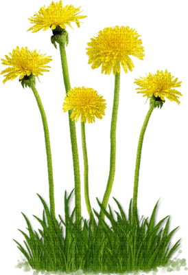 Kaz_Creations Deco Flowers Dandelion Flower - Free PNG
