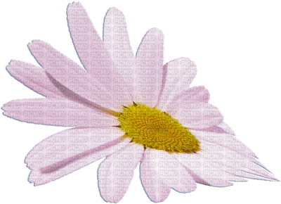 flower,fleur - zadarmo png