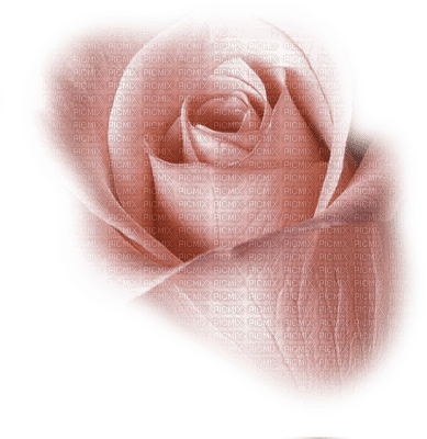 Tube Rose - PNG gratuit