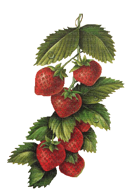 patymirabelle fraises - PNG gratuit