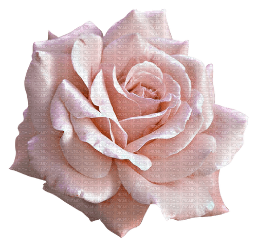 pink rose deco - gratis png