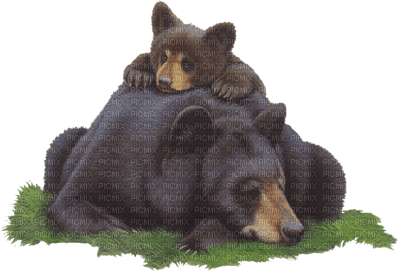bears Brown - Nitsa - zdarma png