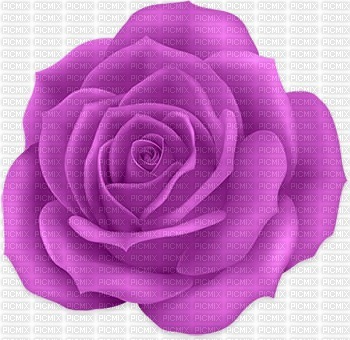 Purple Rose - ilmainen png