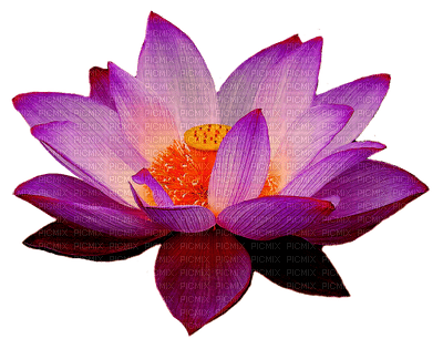 flor de loto - Free PNG - PicMix