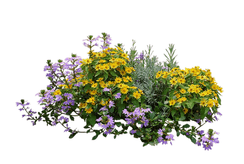 flower bush - png ฟรี