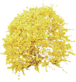Siepe di Forsizia giallo - darmowe png
