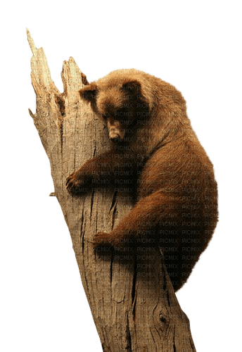 dolceluna bear brown deco spring autumn - PNG gratuit
