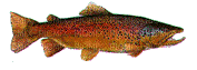salmon - Ilmainen animoitu GIF
