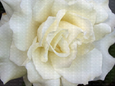 blanche fleur - png ฟรี