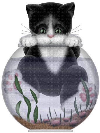 cat chat katze fish ball - gratis png