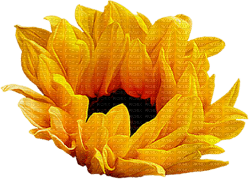 Sunflower - Bogusia - PNG gratuit