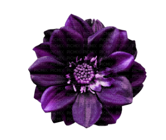 fleur violette.Cheyenne63 - png gratis